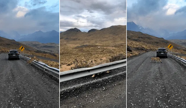 Majestuoso puma deja pasmados a viajero en carretera del sur. Foto: composición LR/@andeanpumaexplorer - Video: @andeanpumaexplorer