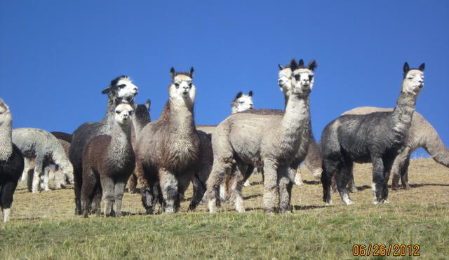 La crianza de alpaca se desarrolla alrededor de los 4.000 msnm. Foto: Midagri
