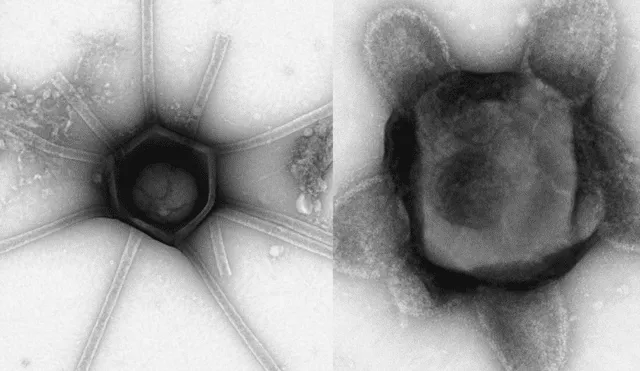 Los virus encontrados miden más de cinco veces el tamaño de un virus común. Foto: composición LR/BioRxiv