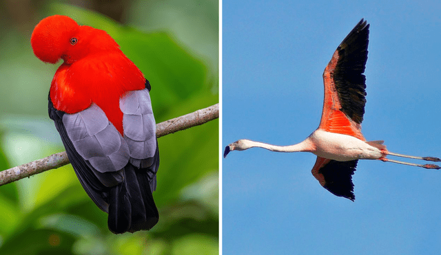 El ave más hermosa del mundo es una especie originaria de la Amazonía peruana. Foto: composición LR/eBird/Difusión