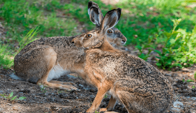 Liebre europea. Es un animal muy rápido y tiene una tasa reproductiva alta. Foto: Mongabay Latam