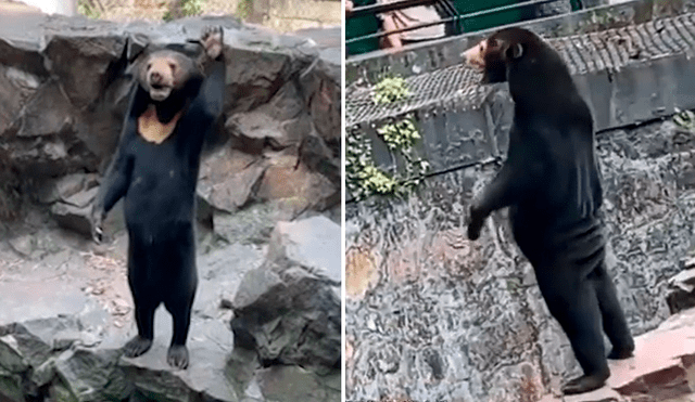 Oso malayo sorprende con su comportamiento en zoológico de China. Foto y video: CNÑ