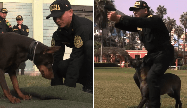 Los perros policía cumplen importantes funciones junto a los efectivos. Foto: Composición LR/Policía Perú