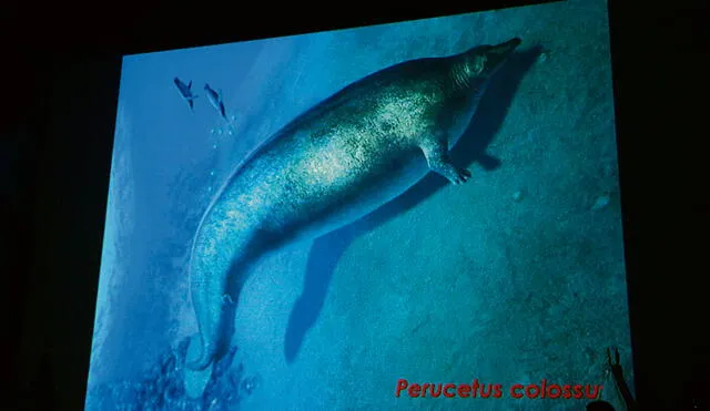 Así se vería el perucetus colossus. Científicos digitalizaron la posible imagen del cetáceo primitivo que habitó hace aproximadamente 39 millones de años. Foto: Félix Contreras/La República