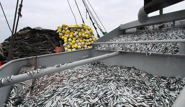 El Imarpe será el encargado de coordinar y realizar el seguimiento de esta pesca exploratoria. Foto: Andina