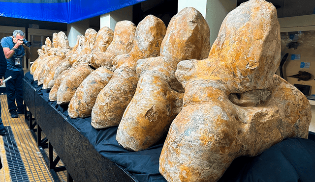 Fósiles de Perucetus colossus expuestos en Museo de Historia Natural de la UNMSM. Foto: Andina