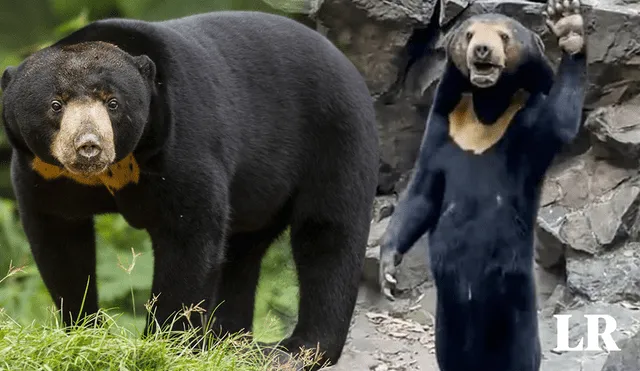 El oso malayo es único en su género. Foto: composición LR