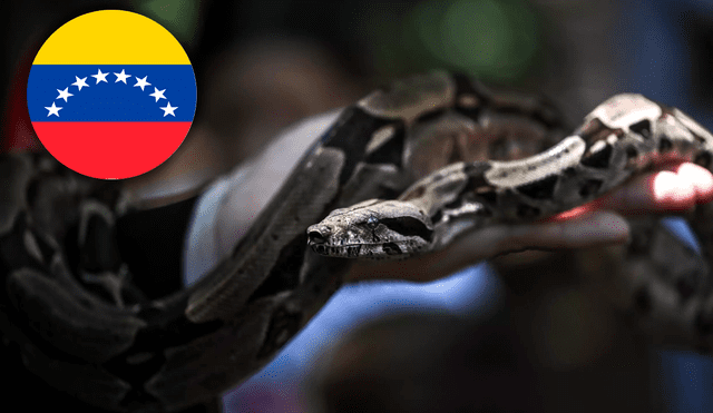 En Venezuela existen 9 grandes familias de serpientes de las cuales solo 2 tienen una mordedura  potencialmente peligrosas para el humano. Foto: composición LR/Vecteezy/Yuri CORTEZ / AFP