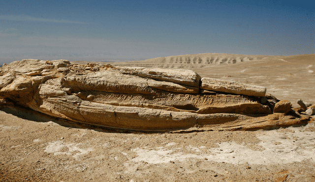 El fósil de la mandíbula de una antigua ballena en el desierto de Ocucaje, en Ica. Foto:  AFP