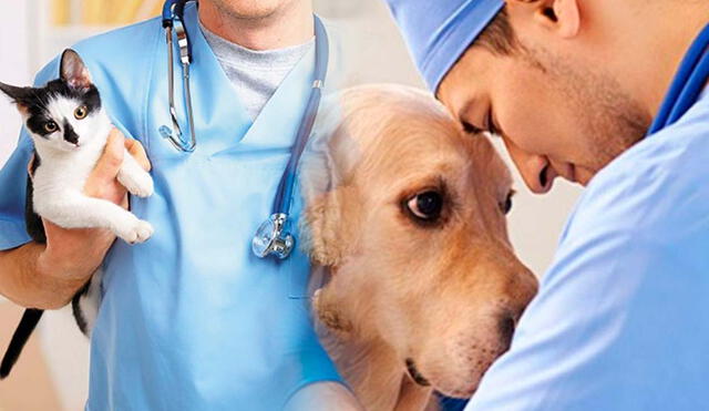 El Día del Veterinario se festeja para homenajear la labor de los trabajadores que cuidan la salud de los animales. Foto: Weekend/ Facebook/ Composición LR