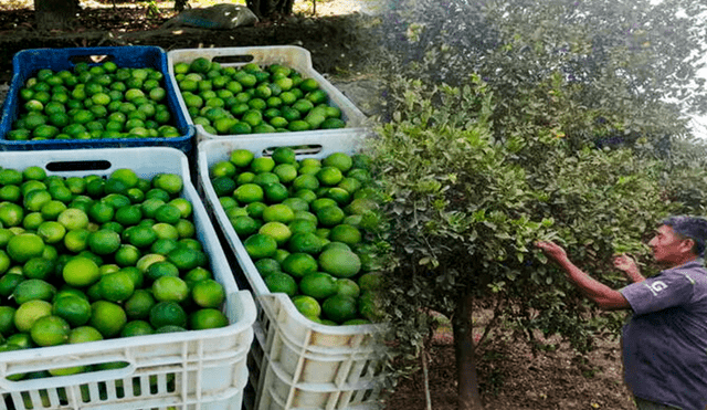 Los 25 limones se venden a 4 soles, cuando antes costaba 2 soles. Foto: Composición LR
