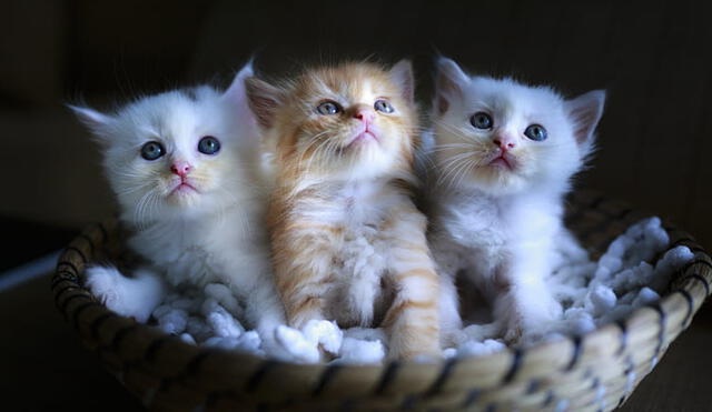 3 gatitos por 3 fechas del Día Internacional del Gato. Foto: Peakpx