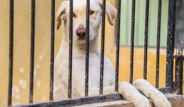 Maltrato animal. Si observas este tipo de delitos, puedes denunciar ante las autoridades. Foto: Municipalidad de Bellavista