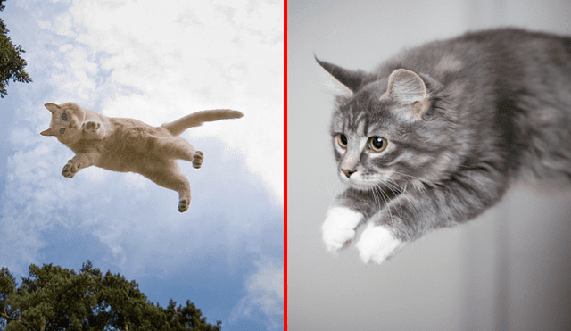 El síndrome del gato volador es cuando este felino salta a una larga distancia en la búsqueda de su presa. Foto: composición LR/losmichis/happydogs
