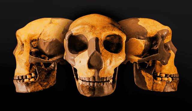 Cráneo de antiguo homínido hallado en China. Foto: Revista de Evolución Humana