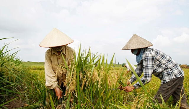 En Asia, el arroz alcanza su precio máximo desde 2008. Foto: difusión