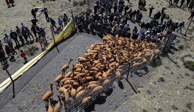 En el año se hacen hasta siete chaccus en la zona de la Reserva de Salinas. Foto: Rodrigo Talavera / La República