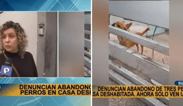 Los vecinos alimentaban a los perritos abandonados. Foto: composición LR/Panamericana Televisión - Video: Panamericana Televisión