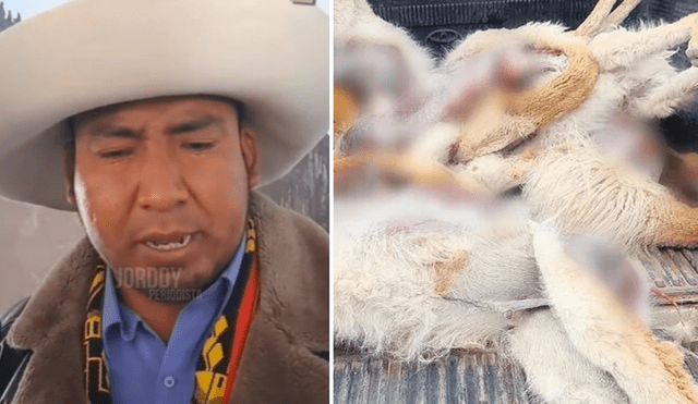 Comunero brinda su testimonio sobre el caso de la matanza de más de 200 vicuñas. Foto: composición LR/@jorddynoticias2 - Video: @jorddynoticias2