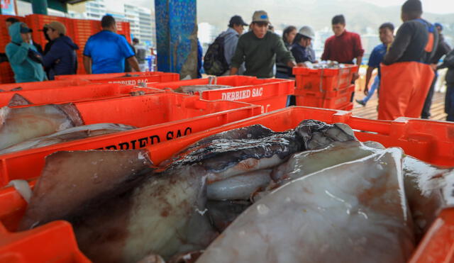 La pesca de pota es la segunda más importante, después de la anchoveta, en el país.  convirtiéndose en la segunda pesquería de mayor importancia, después de la anchoveta, en el país. Foto: Produce