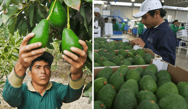 La palta es conocida como el 'oro verde' y es uno de los principales productos de exportación del Perú. Foto: composición LR/Andina/Revista Agronoticias