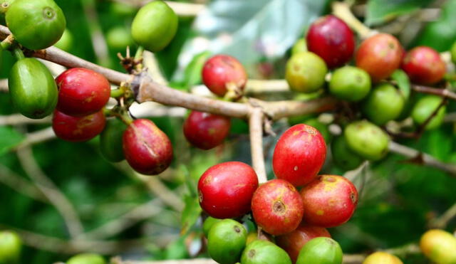 El café representó más del 76% de las agroexportaciones primarias hasta junio. Foto: ADEX