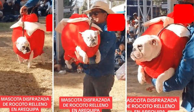 Perrito arequipeño cautivó al disfrazarse de rocoto relleno. Foto: captura de Ilo Noticias