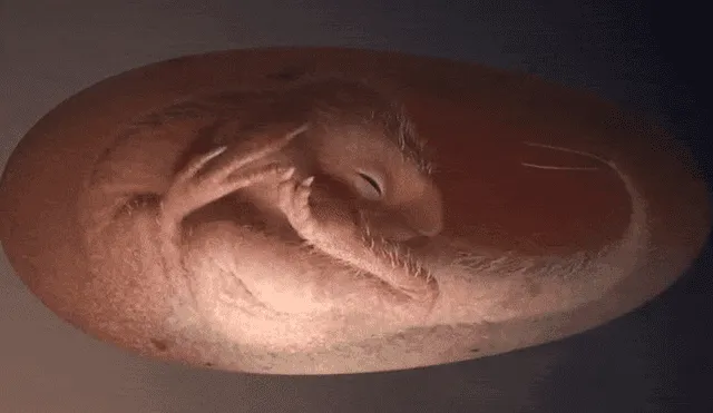Representación del embrión de dinosaurio (antes de fosilizarse) dentro de su huevo. Imagen: Lida Xing / Universidad de Birmingham