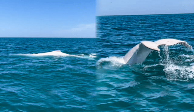 Las ballenas blancas son poco vistas en el mundo. Foto: composición LR/Pacífico Adventures