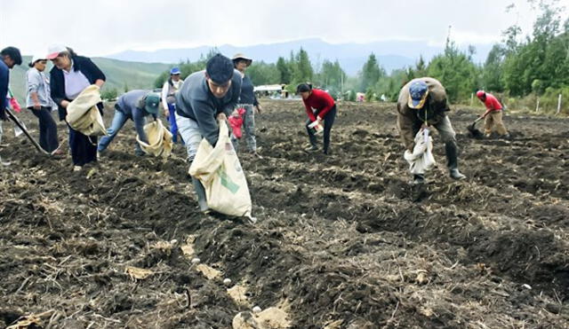 El sector agrario afronta una grave crisis como consecuencia del fenómeno El Niño. Foto: Andina