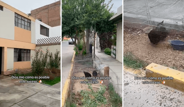 Las imágenes sacaron más de una sonrisa en redes. Foto: composición LR/@Luugomezt/TikTok