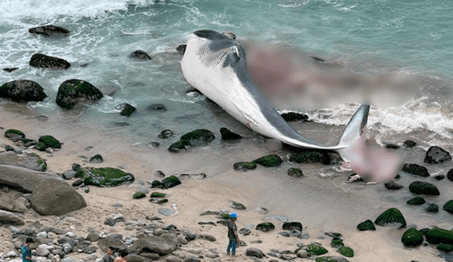 Las autoridades aun no se han pronunciado sobre el estado de la ballena o si será retirada hoy del lugar. Foto: difusión