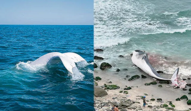 Buena y mala noticia. En Piura vieron a especie única. En Lima, otra ballena quedó varada. Foto: difusión