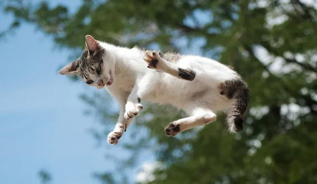 Uno de los comportamientos más comunes de los gatos son los zoomies. Foto: adobe.com