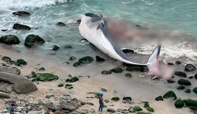 Hallaron una ballena varada en la playa Señoritas. Foto: archivos La República