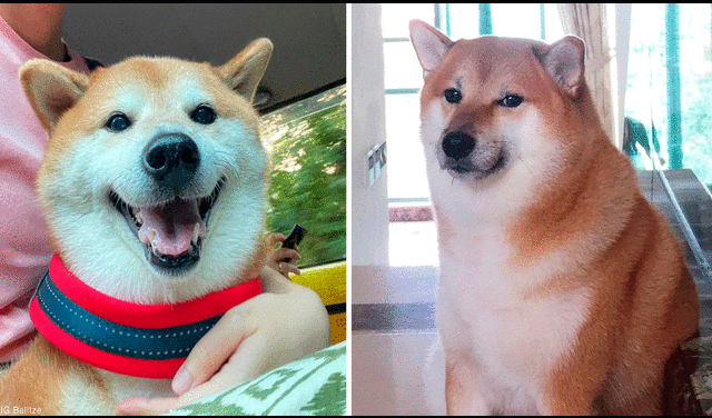 Balltze, más conocido como Cheems, era un shiba inu cuyas fotos se convirtieron en virales. Foto: composición de LR/Cheems/ Instagram