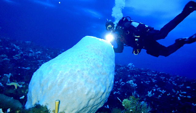 Las esponjas de mar de la clase Hexactinellida suelen tener vidas muy largas. Foto: umihoshijima