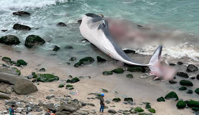 Los restos del cetáceo fueron recogidos por la Municipalidad de Punta Hermosa. Foto: difusión