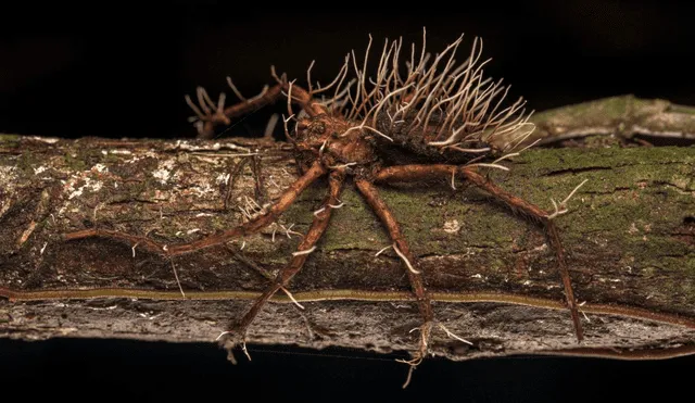 Una araña gigante infestada por un hongo parásito, el cual brota en forma de tallos por el cadáver. Foto: Roberto García-Roa