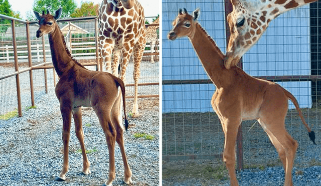El nacimiento del peculiar animal sorprendió a los guardias del zoológico y ahora se ha convertido en el principal atractivo del recinto.Foto: Bright Zoo