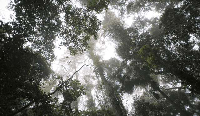 Un pequeño porcentaje de las hojas en las copas de los bosques tropicales ya ha llegado a un nivel crítico que le impide realizar la fotosíntesis. Foto: Free Images