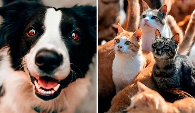 Perros y gatos sin hogar deberán ser esterilizados, según ley. Foto: composición La República/Pexels/TN