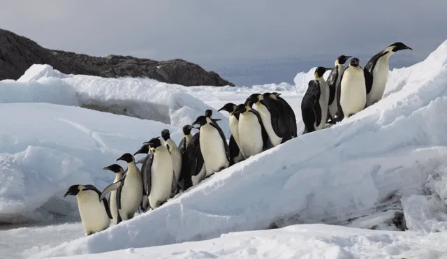 Pingüinos emperador reproduciéndose en el hielo marino, en Antártida. Foto: Stephanie Jenouvrier / CC BY-ND