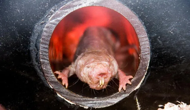 Los ratopines rasurados pueden vivir hasta 40 años. Foto: Adobe Stock