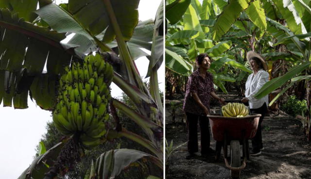 El puré de plátano llegará a Alemania. Foto: Luis Miranda