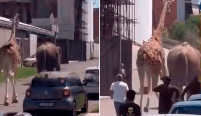 Los animales fueron perseguidos por los adiestradores y personal del staff. Foto y video: Welcome Favelas