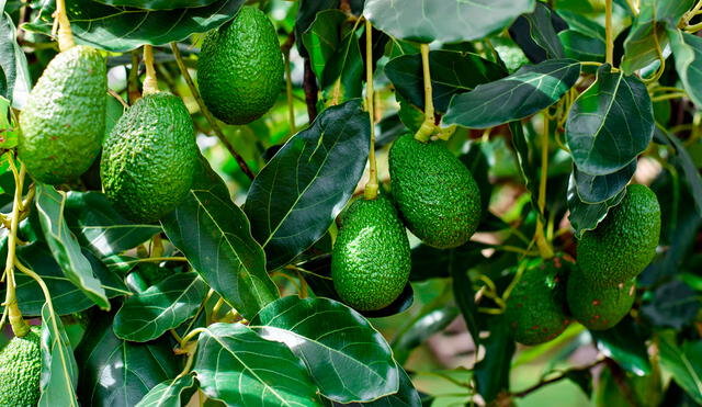 La producción de palta hass está sostenida por más de 23.000 agricultores. Foto: silvestre.com