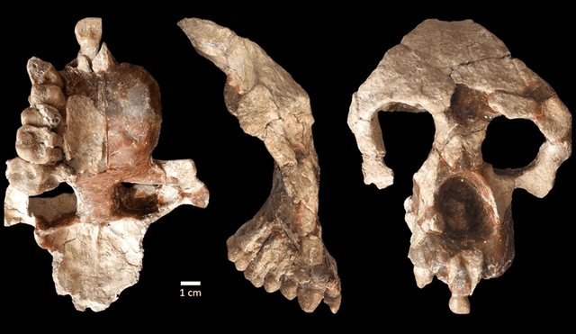 Restos de la mandíbula y el hueso frontal del cráneo del homínido Anadoluvius turkae. Foto: Sevim-Erol, et. al (2023)/Communications Biology