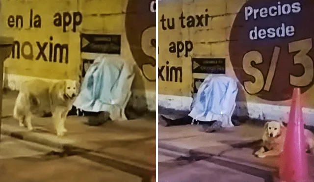 Un perro permaneció con un hombre hasta el útimo momento de su vida. Foto: composición LR