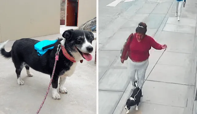 El dueño indicó que han buscado a su perrita por toda la zona desde el sábado 26 de agosto en que se perdió. Foto: composición LR/La República/cortesía- video: fuentes LR